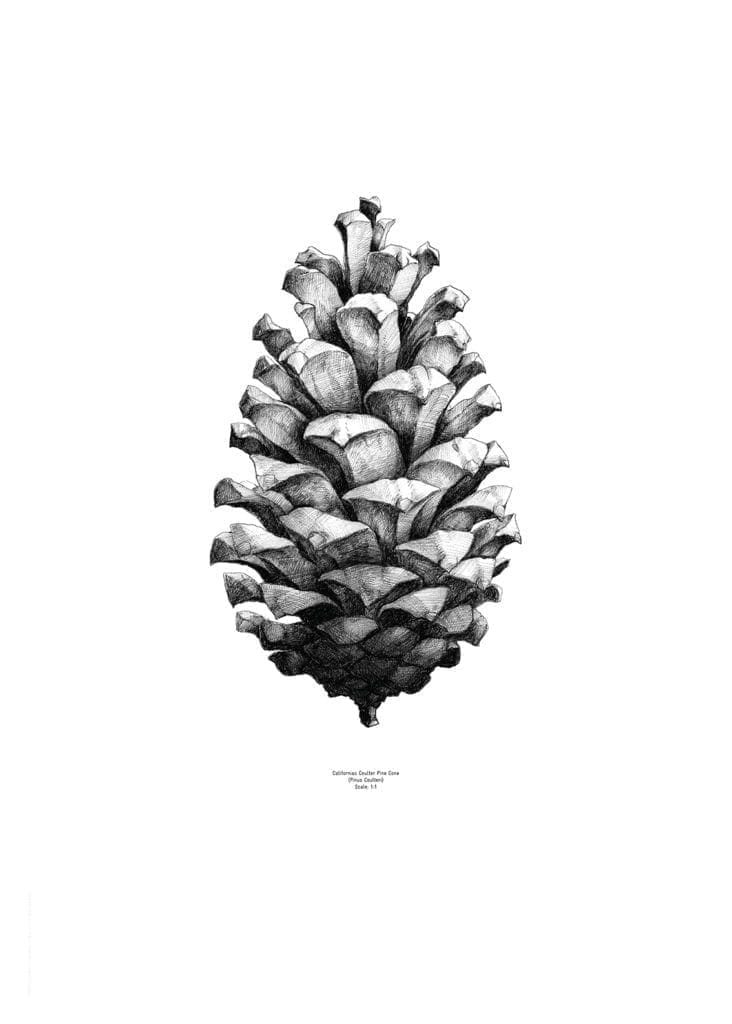 Pine cone | via theposterclub.com
