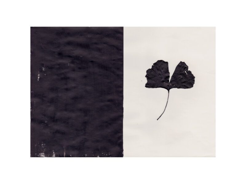 Ana Frois - Black Ginkgo
