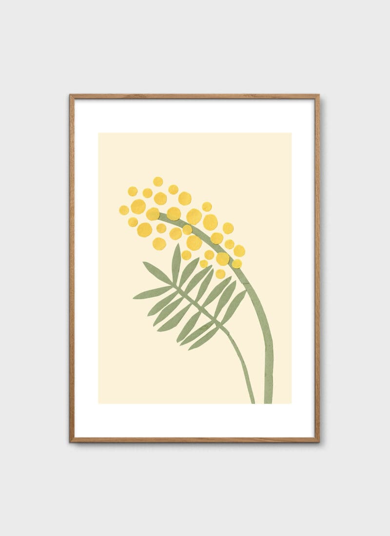 Acacia